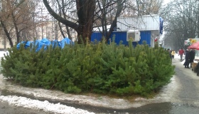 У Полтаві запрацювали ялинкові базари