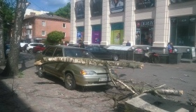 У Полтаві на авто впала береза. ВІДЕО