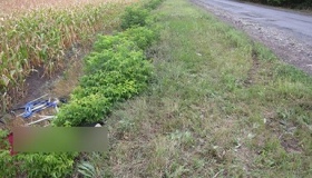 На Карлівщині загинула велосипедистка