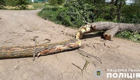 На Полтавщині гілка смертельно травмувала чоловіка