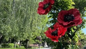 Полтавщина відзначила День пам&rsquo;яті та перемоги над нацизмом