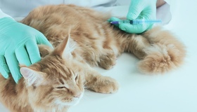 Полтавців запрошують на безкоштовну вакцинацію домашніх улюбленців