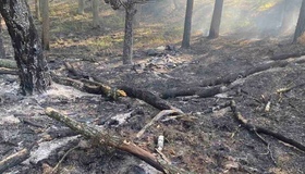Ліси Полтавщини під вогнем: наслідки нічних атак дронів