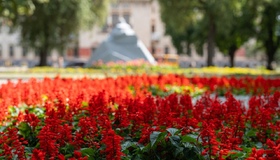 Комунальники &laquo;Декоративних культур&raquo; висадили квіти у&nbsp;Полтаві