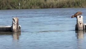 На Полтавщині дві річки наблизилися до стану маловоддя