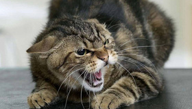 У Полтаві невідомі підпалили будиночки для котів