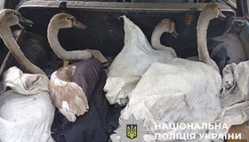 У Горішніх Плавнях рятують лебедів та диких тварин з усієї України