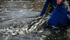 Понад десять&nbsp;тисяч товстолобів поповнили&nbsp;річку на Полтавщині